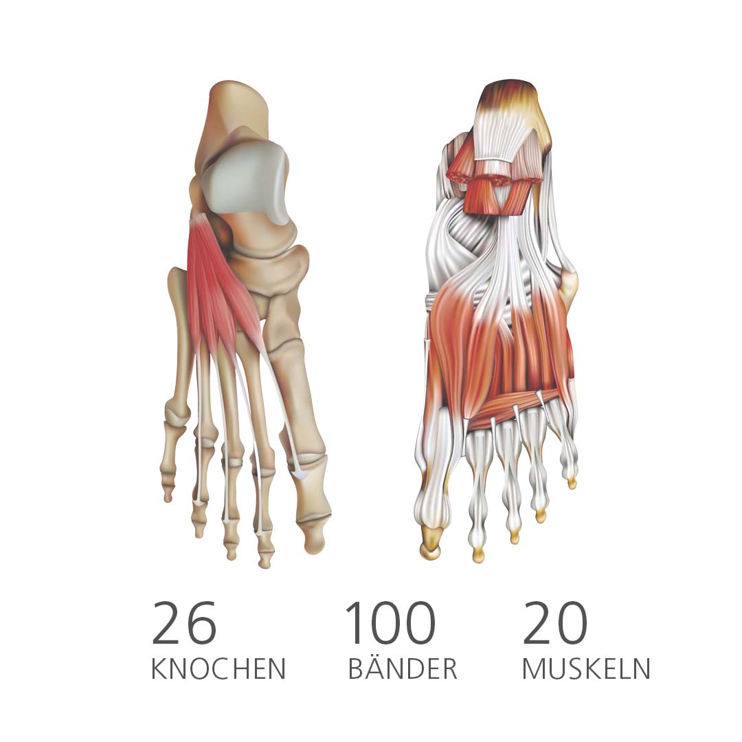 Anatomical diagram of a human foot displaying 26 bones, 100 ligaments, and 20 muscles