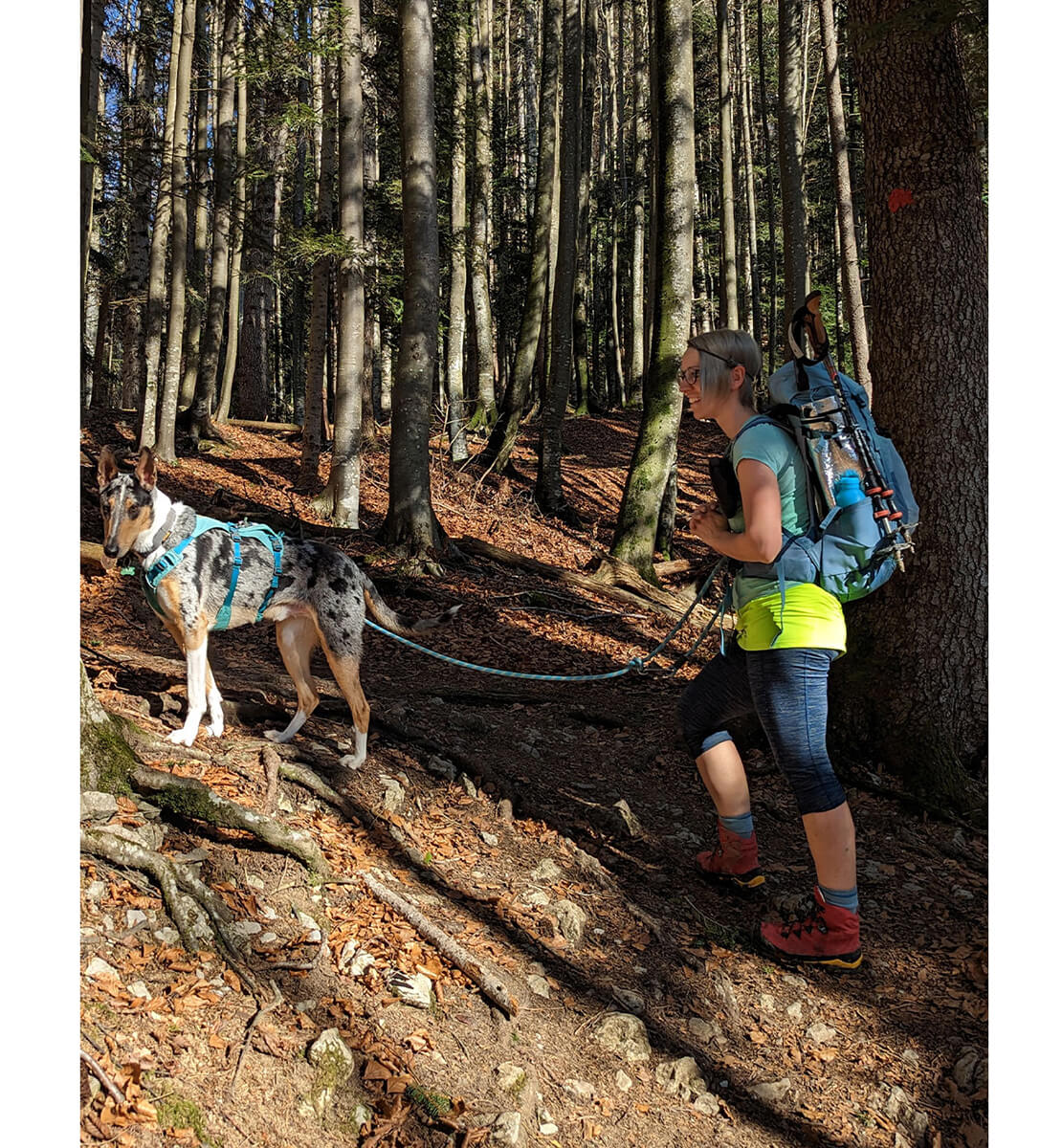 A woman and a dog hiking in a forest. The woman is wearing a backpack and holding the dog's leash as they navigate through tall trees and dappled sunlight.