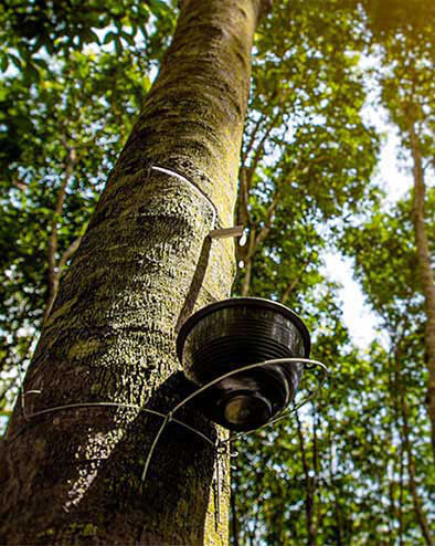 Close-up of a rubber tree being tapped, collecting latex in a bowl attached to the tree trunk in a sunlit forest.