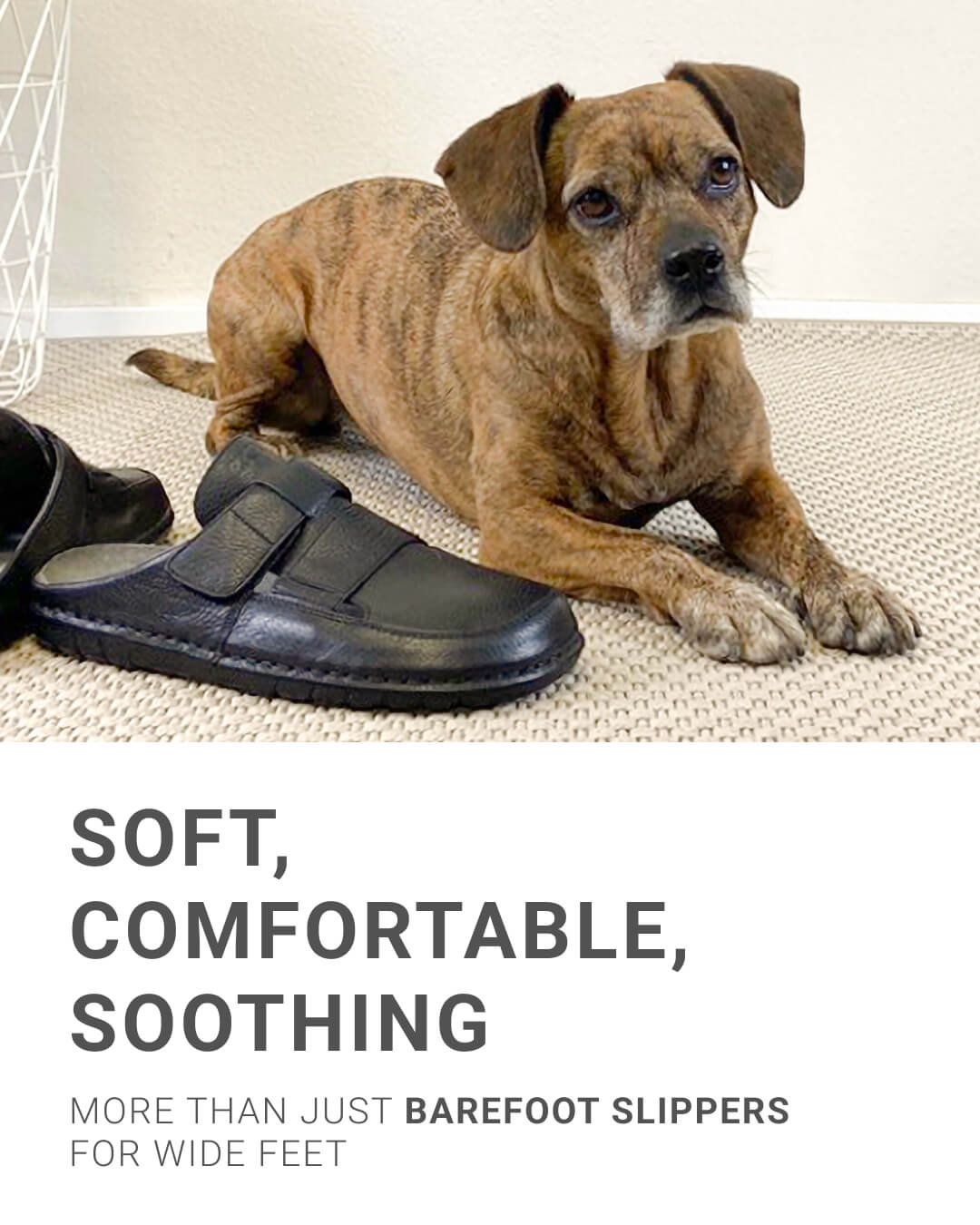 Brindle dog lying next to black barefoot slippers on a beige rug
