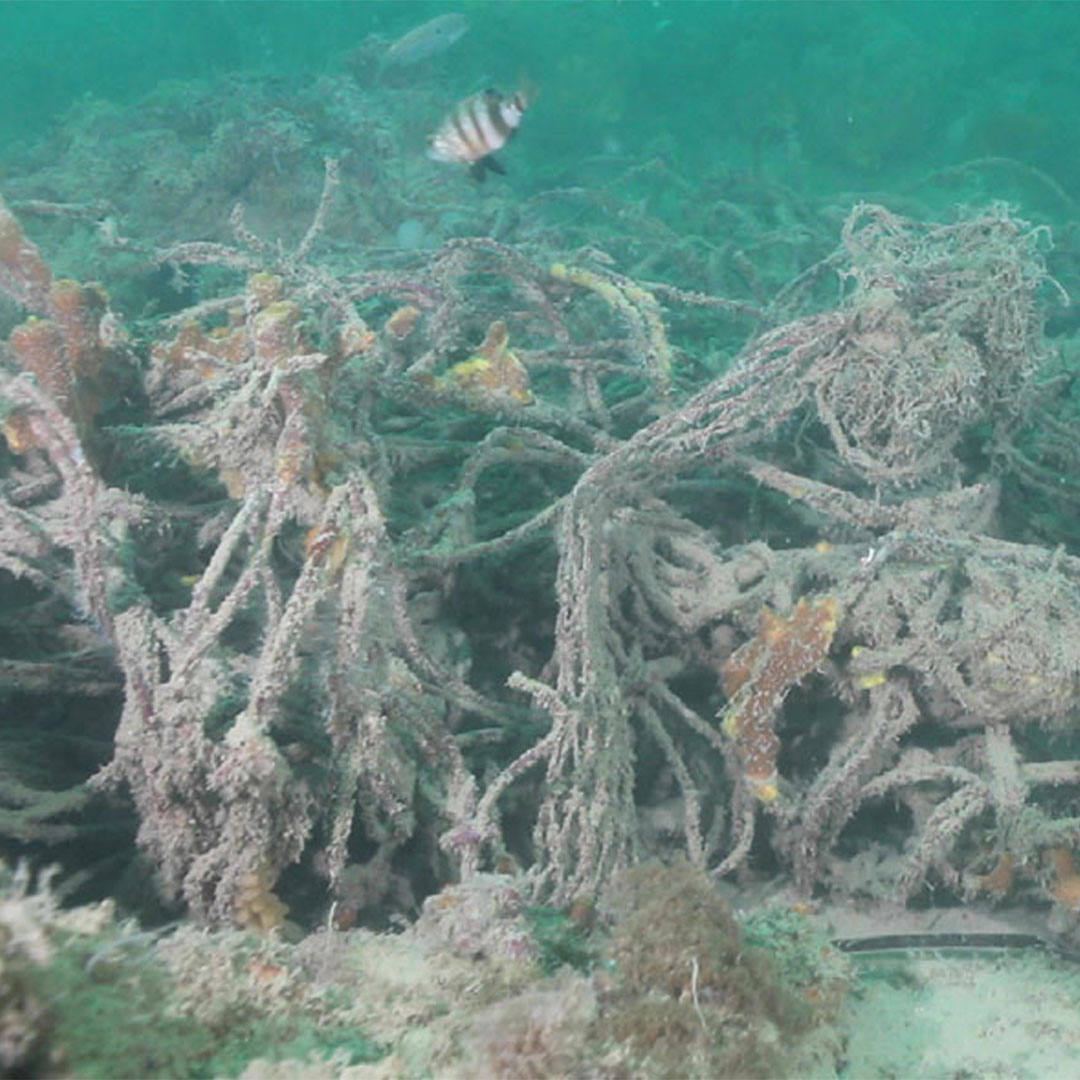 An underwater scene with tangled marine vegetation and a striped fish swimming nearby